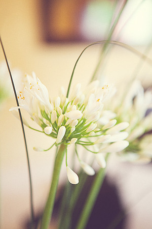Wedding Photography TerrificShot Bay area Photographer