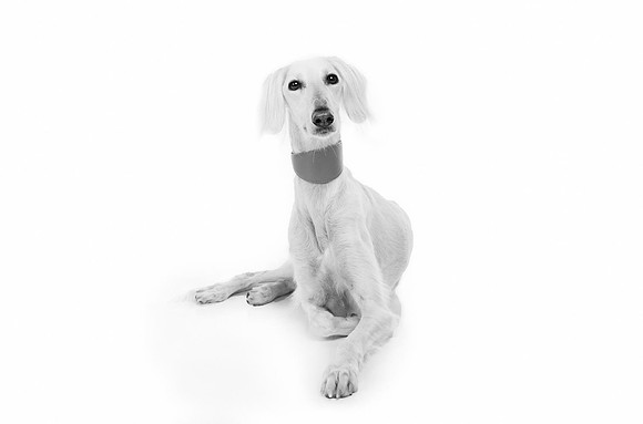 Pet Portrait studio photography