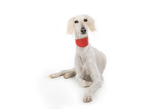 Pet Portrait studio photography