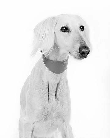 Pet Portrait studio photography