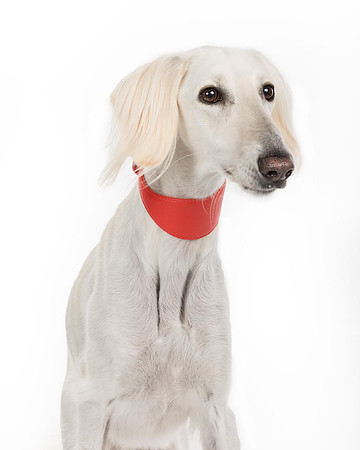 Pet Portrait studio photography