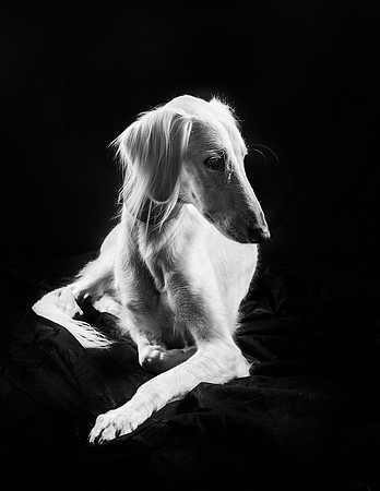 Pet Portrait studio photography