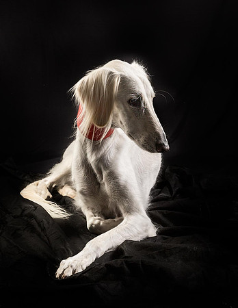 Pet Portrait studio photography