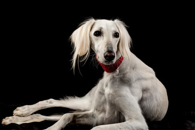 Pet Portrait studio photography