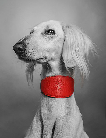 Pet Portrait studio photography