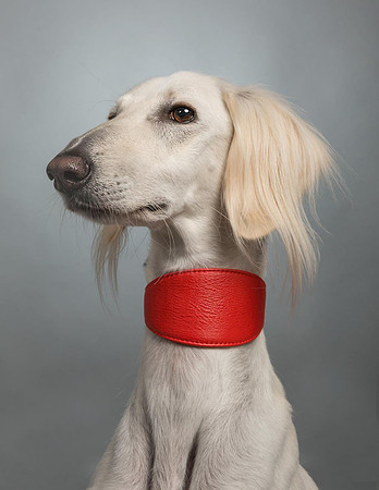 Pet Portrait studio photography
