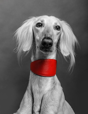 Pet Portrait studio photography