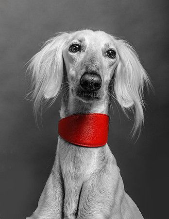 Pet Portrait studio photography