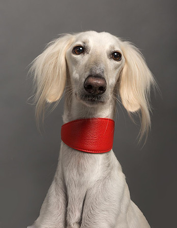 Pet Portrait studio photography