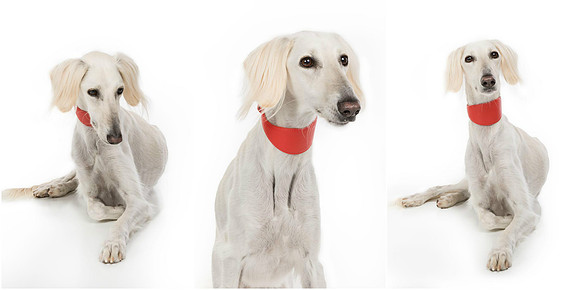Pet Portrait studio photography
