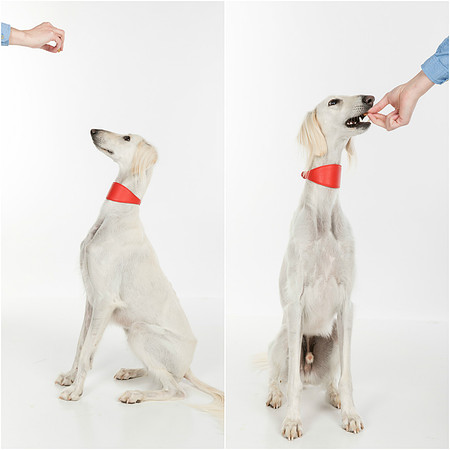Pet Portrait studio photography