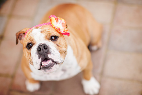 Pet Portrait studio photography