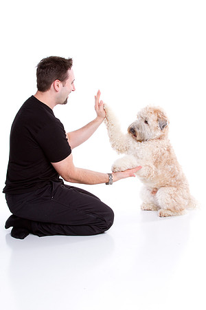 Pet Portrait studio photography