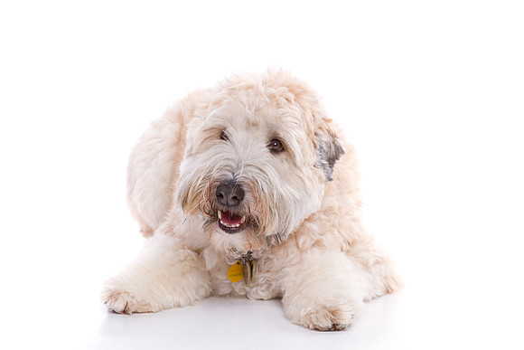 Pet Portrait studio photography