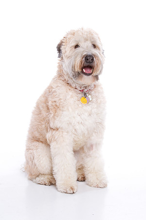 Pet Portrait studio photography
