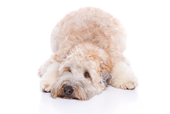 Pet Portrait studio photography
