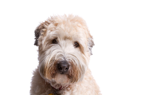 Pet Portrait studio photography