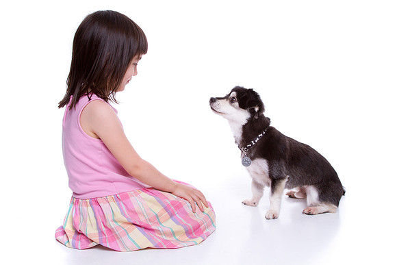 Pet Portrait studio photography