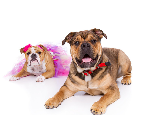 Pet Portrait studio photography