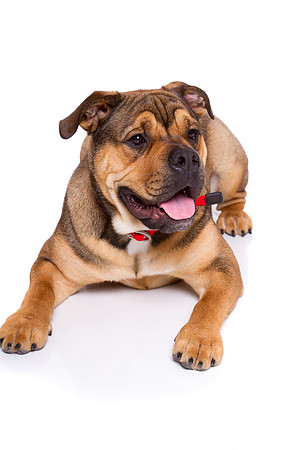 Pet Portrait studio photography