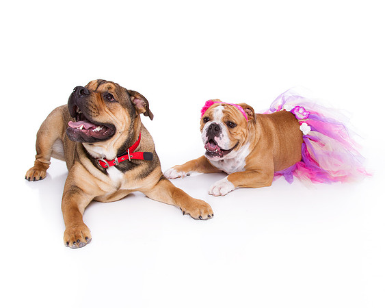 Pet Portrait studio photography