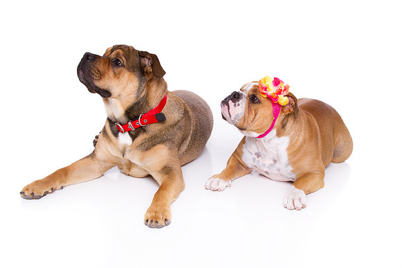 Pet Portrait studio photography