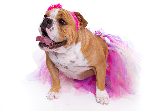 Pet Portrait studio photography