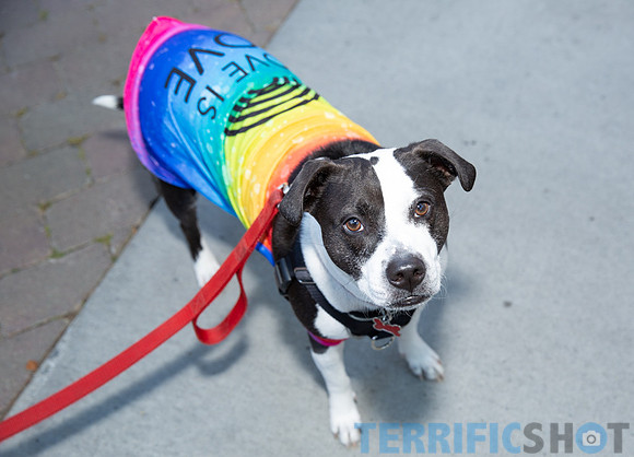 sunnyvale_downtown_association_historic_murphy_avenue_pride_event-8