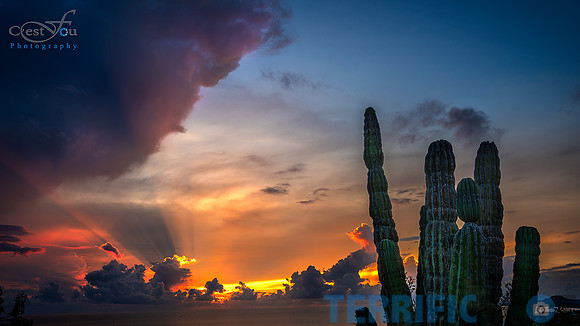sunrise-cactus