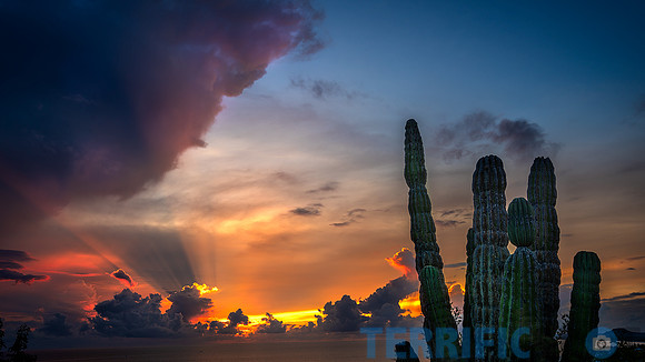 sunrise-cactus_no_logo